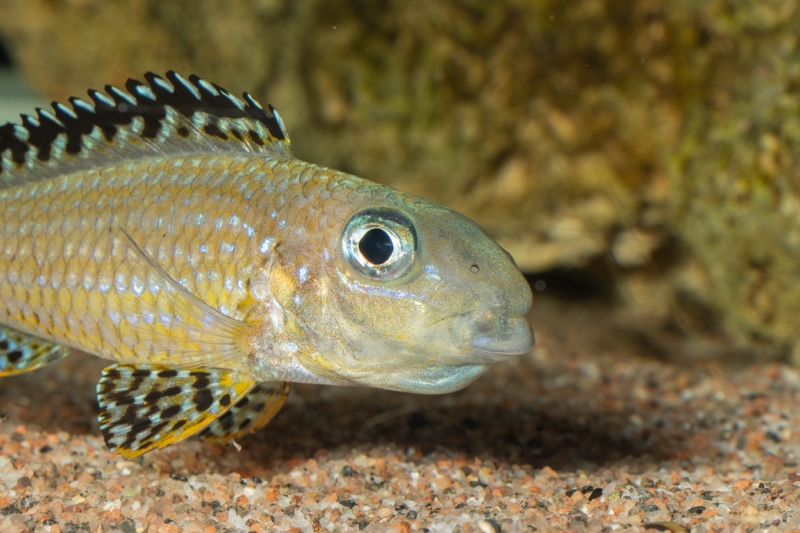 Xenotilapia papilio 'Tembwe Deux'